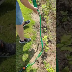 How to properly water a hedge